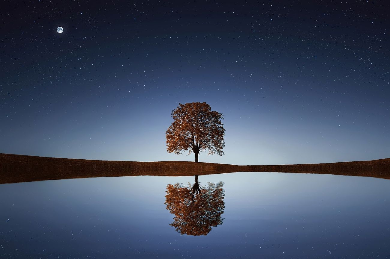 The reflection of a tree shows only one side, knowing the story, the journey is hidden beneath the surface.